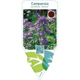 Campanula lactiflora ‘Senior’