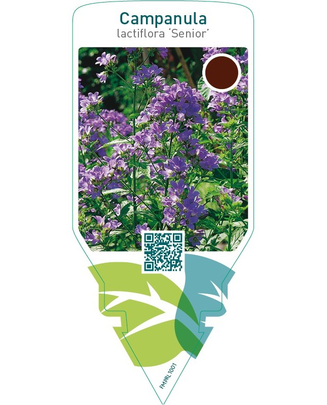 Campanula lactiflora ‘Senior’