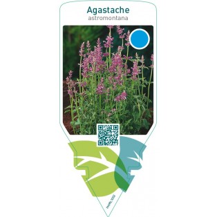 Agastache astromontana