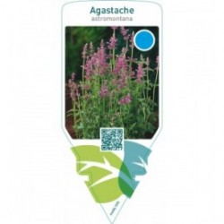 Agastache astromontana