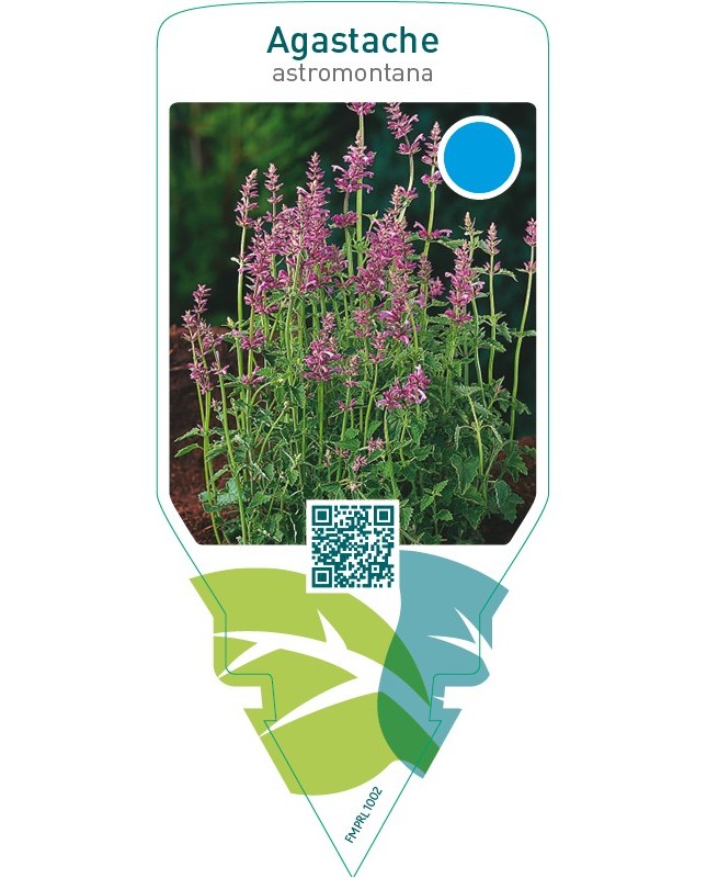 Agastache astromontana