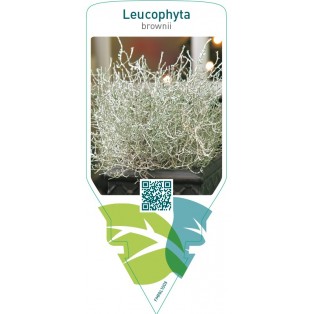 Leucophyta brownii