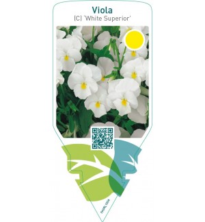 Viola (C) ‘White Superior’