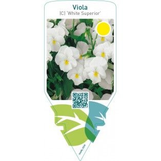 Viola (C) ‘White Superior’