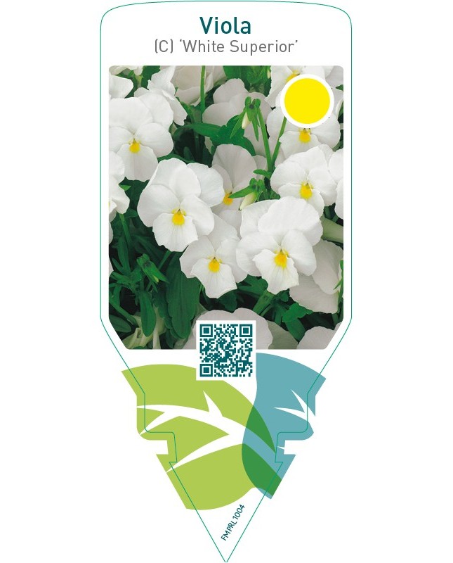 Viola (C) ‘White Superior’