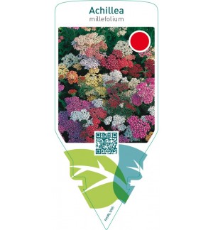 Achillea millefolium  mix