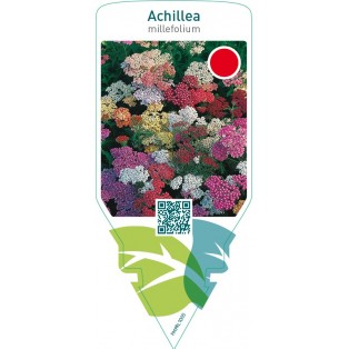 Achillea millefolium  mix