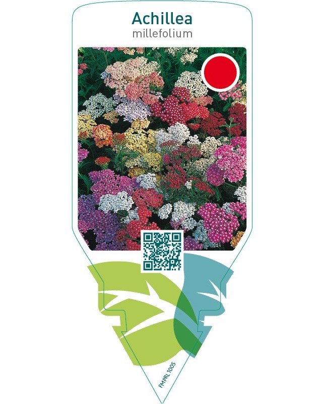 Achillea millefolium  mix