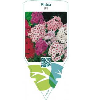 Phlox (P)  mix