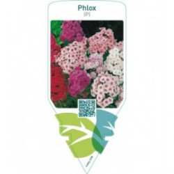 Phlox (P)  mix