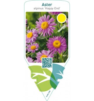 Aster alpinus ‘Happy End’