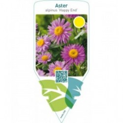 Aster alpinus ‘Happy End’
