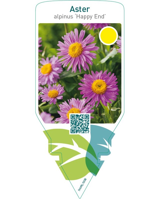 Aster alpinus ‘Happy End’