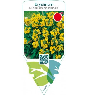 Erysimum allionii ‘Oranjekoningin’