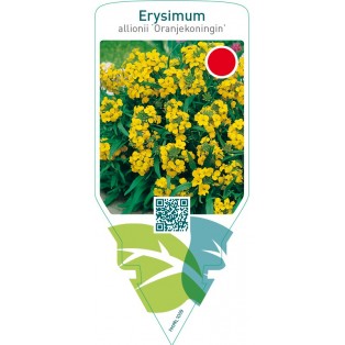 Erysimum allionii ‘Oranjekoningin’