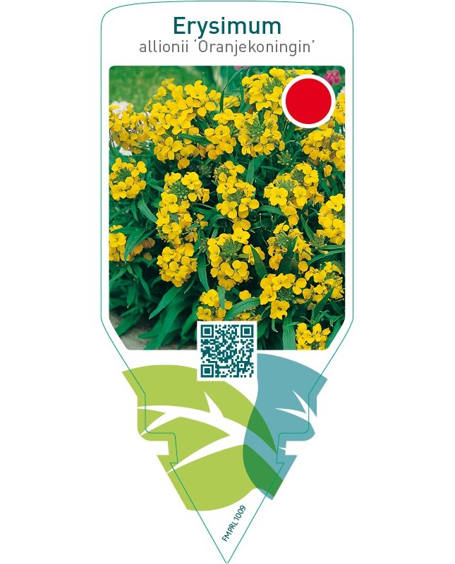Erysimum allionii ‘Oranjekoningin’