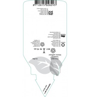 Etichette di Erysimum allionii ‘Oranjekoningin’ *