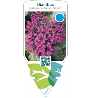 Dianthus gratianopolitanus ‘Senior’