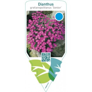 Dianthus gratianopolitanus ‘Senior’