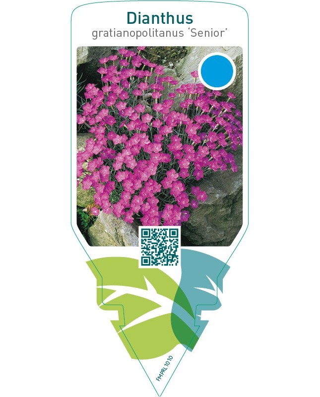 Dianthus gratianopolitanus ‘Senior’