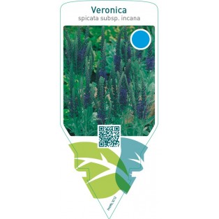Veronica spicata subsp. Incana