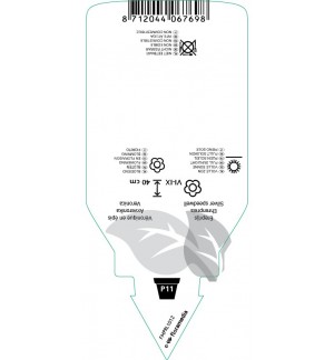 Etichette di Veronica spicata subsp. Incana *