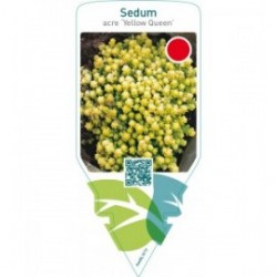 Sedum acre ‘Yellow Queen’