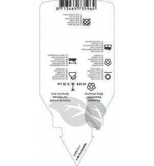 Etichette di Sedum acre ‘Yellow Queen’ *