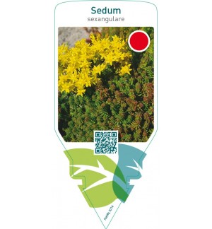 Sedum sexangulare