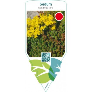 Sedum sexangulare