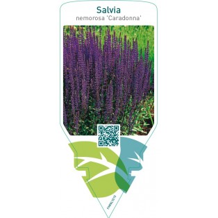 Salvia nemorosa ‘Caradonna’