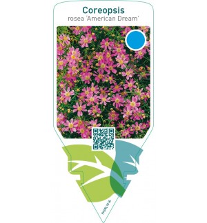 Coreopsis rosea ‘American Dream’