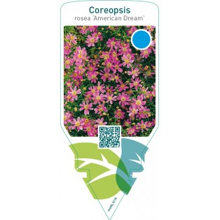 Coreopsis rosea ‘American Dream’