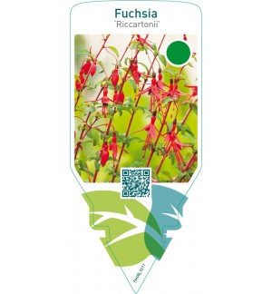 Fuchsia ‘Riccartonii’