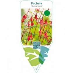 Fuchsia ‘Riccartonii’