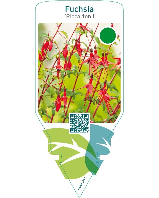 Fuchsia ‘Riccartonii’