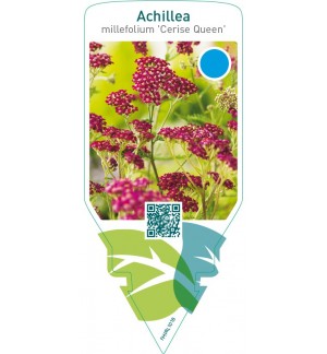 Achillea millefolium ‘Cerise Queen’