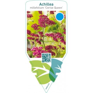 Achillea millefolium ‘Cerise Queen’