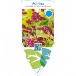 Achillea millefolium ‘Cerise Queen’