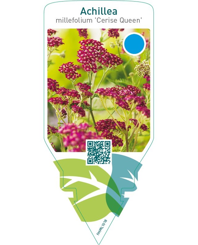 Achillea millefolium ‘Cerise Queen’