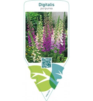 Digitalis purpurea  mix
