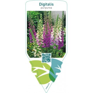 Digitalis purpurea  mix