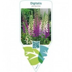 Digitalis purpurea  mix