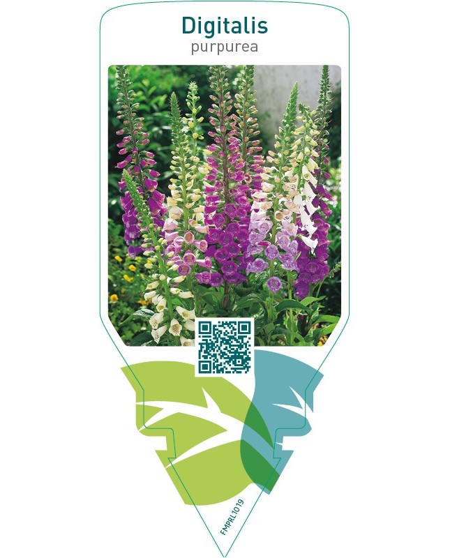 Digitalis purpurea  mix