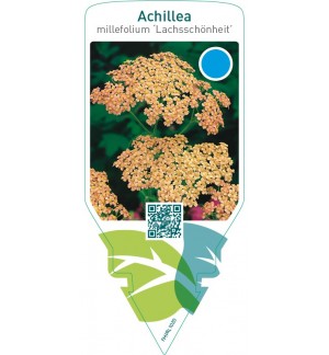 Achillea millefolium ‘Lachsschönheit’