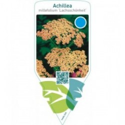 Achillea millefolium ‘Lachsschönheit’