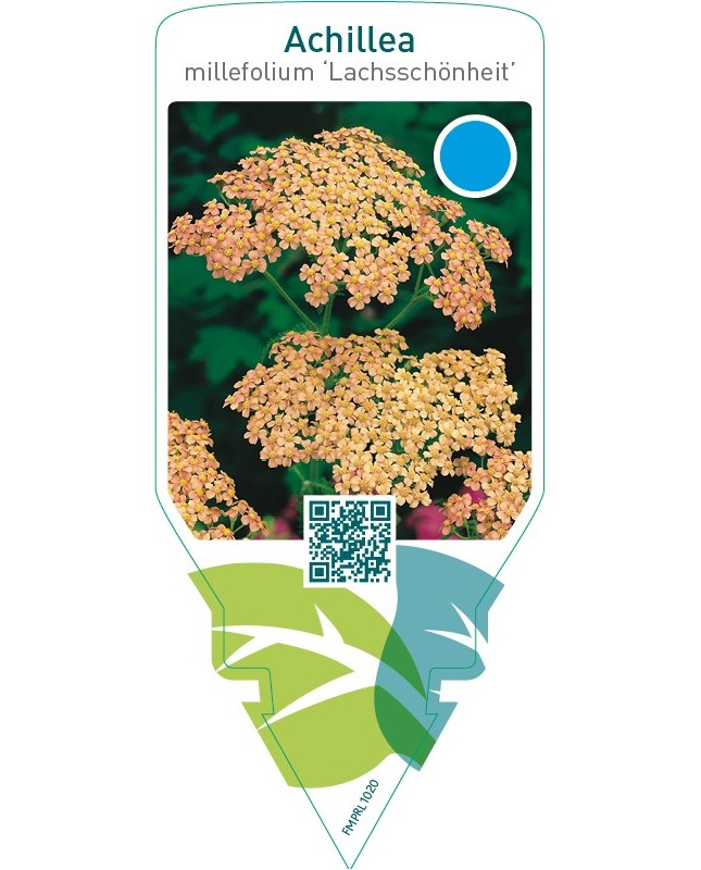 Achillea millefolium ‘Lachsschönheit’