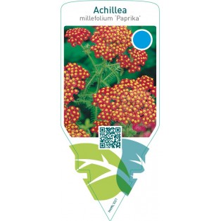 Achillea millefolium ‘Paprika’