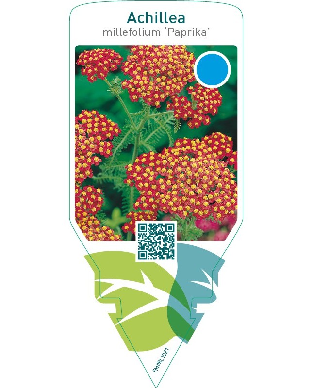 Achillea millefolium ‘Paprika’