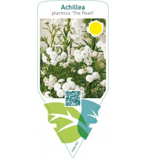 Achillea ptarmica ‘The Pearl’